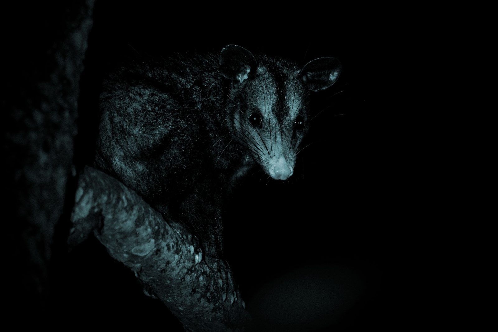 Monito del Monte