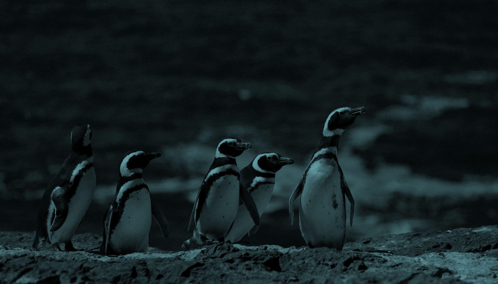 Pingüino de Humboldt