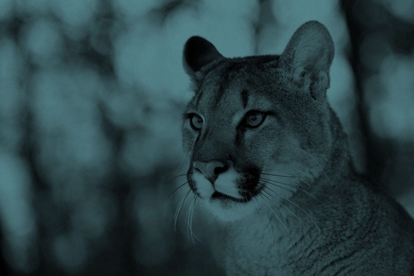 Puma — Puma concolor